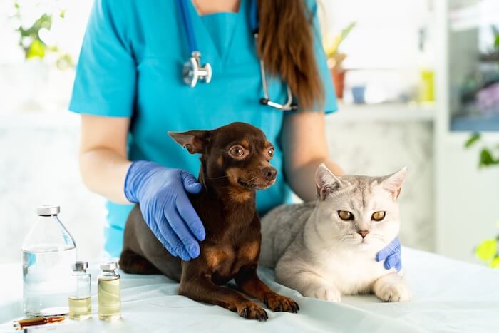 Lebanon Road Animal Hospital
