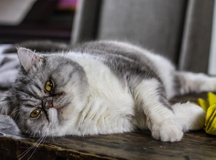 Cat Obesity: How to Help Your Cat Lose Weight