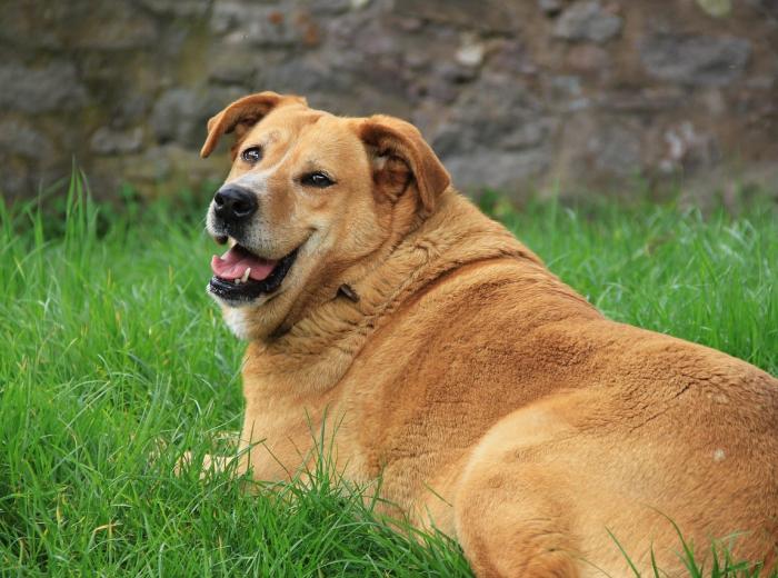 Dog Obesity: How to Help Your Dog Lose Weight