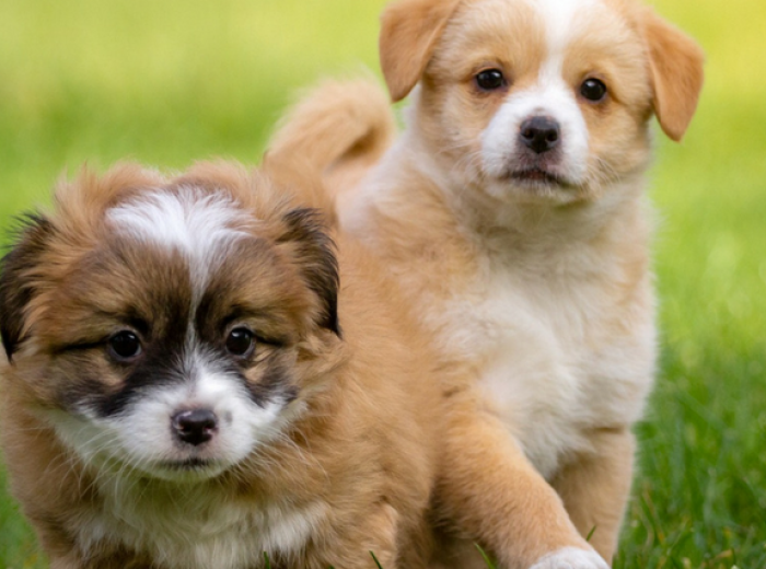 How to Socialize Your Puppy for a Happy and Confident Dog