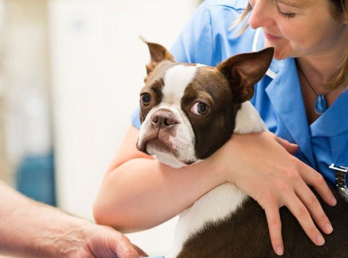 Emergency Vet Visits