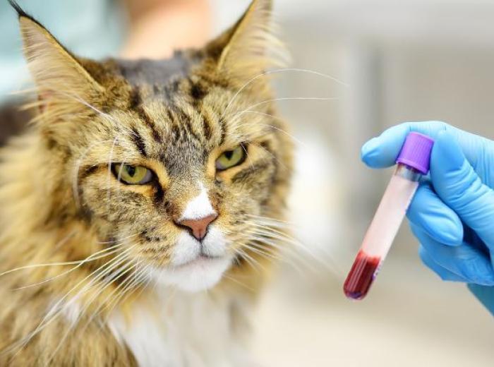 Feline Baselines & Blood Work