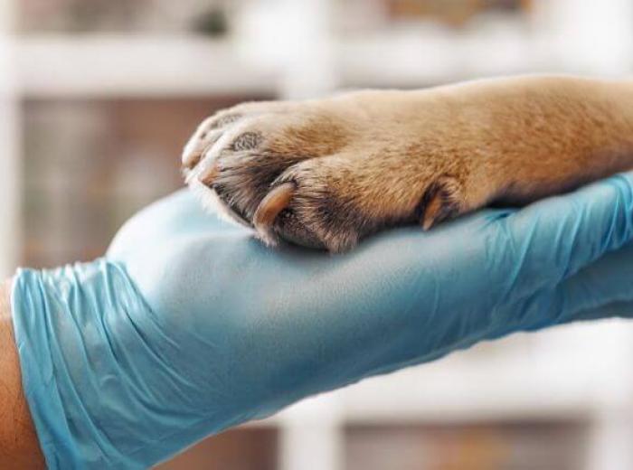 Maximizing Canine Health
