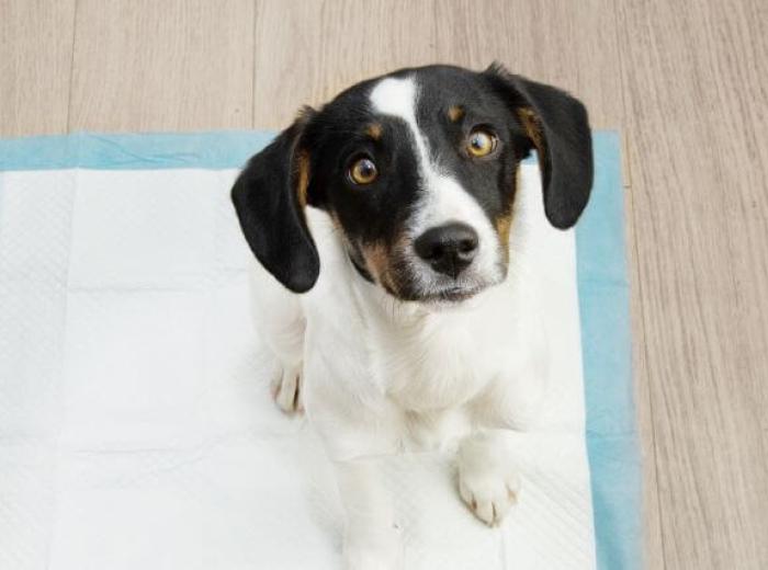 How to Potty Train a Puppy in 7 Simple Steps