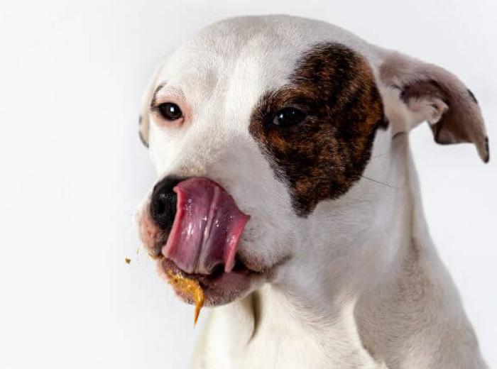 Tips & Tricks for Medicating Your Dog